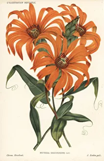 Sunflower species, Mutisia decurrens Sunflower species, Mutisia decurrens