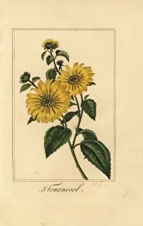 Sunflower, tournesol, Helianthus annuus Sunflower, tournesol, Helianthus annuus