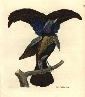 Superb bird-of-paradise, Lophorina superba Superb bird-of-paradise, Lophorina superba