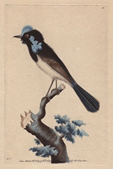 Superb Fairywren, Malurus cyaneus cyaneus, from Tasmania Superb Fairywren, Malurus cyaneus cyaneus, from Tasmania