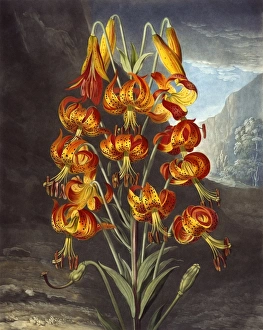 <b class=qtipBold><figcaption>The Superb Lily</figcaption></b><br>The Superb Lily, engraved by W Ward after Philip Reinagle, in a book entitled The Temple of Flora by Dr Robert John Thornton (1768-1837). The book was published between 1799 and 1807. Date: 1799<br><em>© Mary Evans Picture Library</em> The Superb Lily