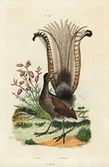 Fries Gallery: Superb lyrebird and false azalea