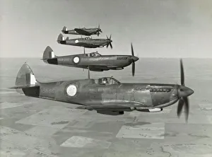 <b class=qtipBold><figcaption>Supermarine Spitfire 8 / VIII</figcaption></b><br>Royal Australian Air Force Raaf Supermarine Spitfire 8S flying in formation over Fields and Trees Date: 1940s<br><em>© aviation-images.com / Mary Evans Picture Library</em> Supermarine Spitfire 8 / VIII