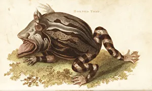 Surinam horned frog, Ceratophrys cornuta Surinam horned frog, Ceratophrys cornuta
