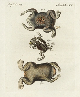 Surinam toad, Pipa pipa, and horned frog, Ceratophrys Surinam toad, Pipa pipa, and horned frog, Ceratophrys