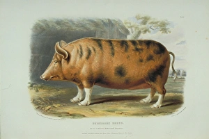 Sus domesticus, pig Sus domesticus, pig