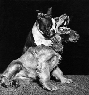 Susi - playing games with a French bulldog Susi - playing games with a French bulldog