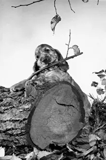 Susi - standing behind a fallen tree trunk. 1950s Print