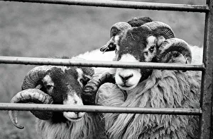 1991 Gallery: Two Swaledale rams behind a farm gate, Coverdale