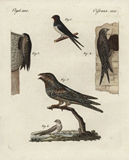 Swallow, swift, martins and nightjar Swallow, swift, martins and nightjar