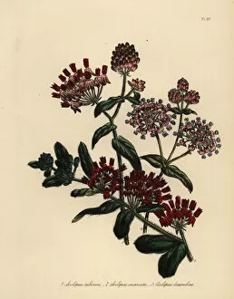 Humphreys Gallery: Swallow-wort or Asclepias species