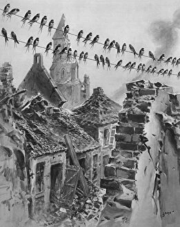 Images Dated 26th December 2016: Swallows migrating amongst the ruins, WW1