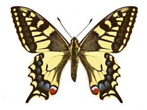<b class=qtipBold><figcaption>Swallowtail butterfly</figcaption></b><br>Swallowtail butterfly from the collections at the Natural History Museum, London Date:<br><em>© Mary Evans / Natural History Museum</em> Swallowtail butterfly