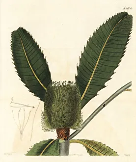 Robur Gallery: Swamp banksia, Banksia robur