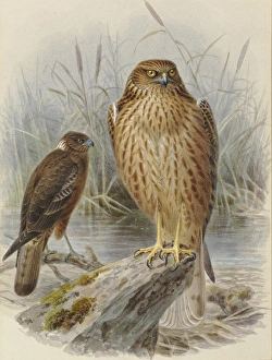 Swamp Harrier 'Kahu' (young and adult) Swamp Harrier 'Kahu' (young and adult)