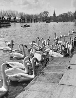 Stratford Gallery: Swans on the River Avon