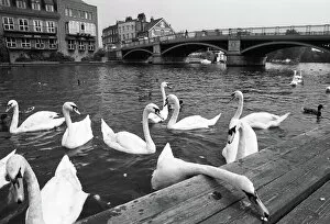 Thames Gallery: Swans, Windsor Bridge, Henley