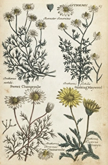 Sweet chamomile, stinking mayweed, corn chamaemile and oxeye Sweet chamomile, stinking mayweed, corn chamaemile and oxeye