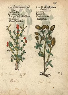 Sweet clover species, Melilotus officinalis