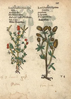 Sweet clover species, Melilotus officinalis Sweet clover species, Melilotus officinalis