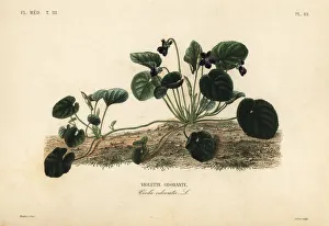 Sweet violet or garden violet, Viola odorata Sweet violet or garden violet, Viola odorata