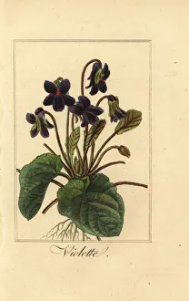 Sweet violet, Violette, Viola odorata Sweet violet, Violette, Viola odorata