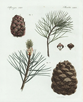 Swiss pine or arolla pine, Pinus cembra Swiss pine or arolla pine, Pinus cembra