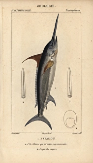 Swordfish, Xiphias gladius Swordfish, Xiphias gladius