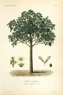 Sycamore Gallery: Sycamore maple tree, Acer pseudoplatanas