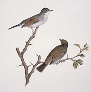 Sylvia communis, greater whitethroat Sylvia communis, greater whitethroat