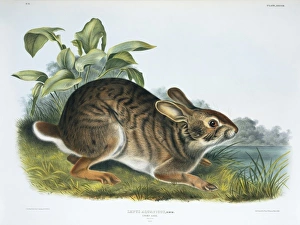 Sylvilagus aquaticus, swamp rabbit Sylvilagus aquaticus, swamp rabbit