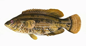 Symphodus bailloni, or Baillons Wrasse Symphodus bailloni, or Baillons Wrasse