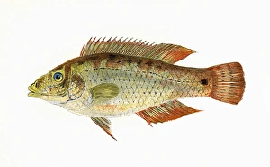 Symphodus melops, or Corkwing Wrasse Symphodus melops, or Corkwing Wrasse
