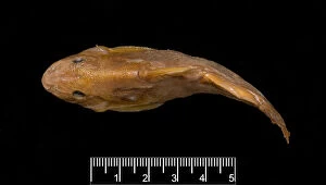 Tanganyika Gallery: Synodontis maculipinna, catfish