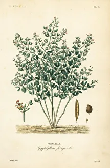 Syrian bean-caper, Zygophyllum fabago Syrian bean-caper, Zygophyllum fabago