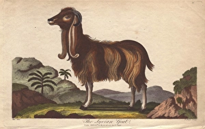 The Syrian Goat, Capra hircus The Syrian Goat, Capra hircus
