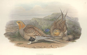 Syrrhaptes paradoxus, Pallass sandgrouse Syrrhaptes paradoxus, Pallass sandgrouse