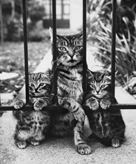 Tabby cat and two kittens behind railings Tabby cat and two kittens behind railings