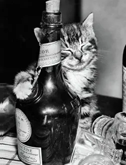 Tabby Kitten with Liqueur Bottle Print, 1950s