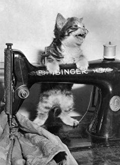 Tabby kitten with Singer sewing machine Tabby kitten with Singer sewing machine
