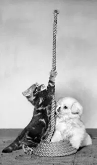Tabby kitten, small white puppy and coil of rope