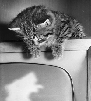 Tabby kitten on top of television set Tabby kitten on top of television set