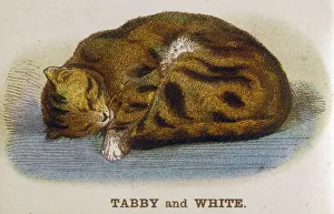 <b class=qtipBold><figcaption>Tabby and White Cat</figcaption></b><br>A tabby and white cat sleeps.<br><em>© Mary Evans Picture Library</em> Tabby and White Cat