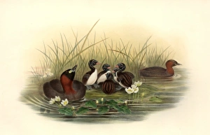 Tachybaptus ruficollis, little grebe Tachybaptus ruficollis, little grebe