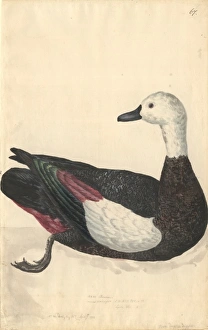 Tadorna variegata, Paradise shelduck Tadorna variegata, Paradise shelduck