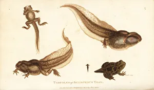 Tadpoles of the spadefoot toad, Pelobates fuscus Tadpoles of the spadefoot toad, Pelobates fuscus
