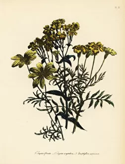 Humphreys Gallery: Tagetes and Eriophyllum species