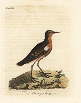 Tahitian sandpiper, Prosobonia leucoptera. Extinct Tahitian sandpiper, Prosobonia leucoptera. Extinct