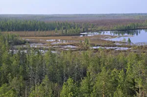 Russia Gallery: Taiga-forest and marshes near river Taz