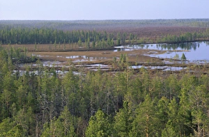 Russia Gallery: Taiga-forest and marshes near river Taz
